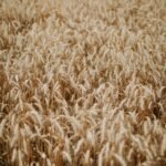 A close-up view of a ripe wheat field, showcasing golden spikes under natural daylight.